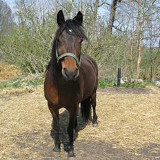 Anden særlig race Dianna