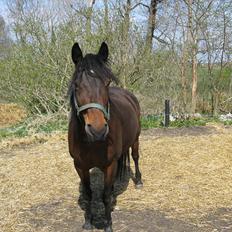 Anden særlig race Dianna