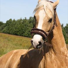 New Forest Beauty R.I.P /red. 