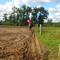 Dansk Varmblod De Gaulle