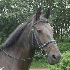 Dansk Varmblod Losanna