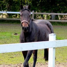 Anden særlig race Vestergaardens Malou