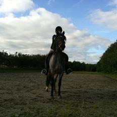 Welsh Cob (sec D) Claisson<3 (Solgt:''((