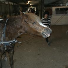 Anden særlig race Mathilde (Rideskolehest)