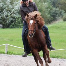 Islænder Bergdis Frá Króki