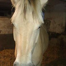 Fjordhest Oblings chelsea