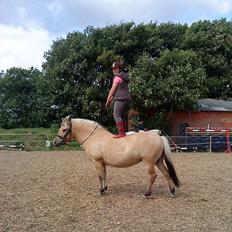 Fjordhest Beauty (solgt)