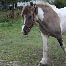 Irish Cob Crossbreed Fiona  ( tidl.)