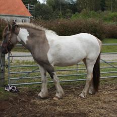 Irish Cob Crossbreed Fiona  ( tidl.)