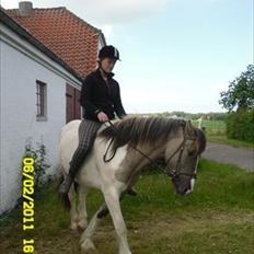 Irish Cob Crossbreed Fiona  ( tidl.)