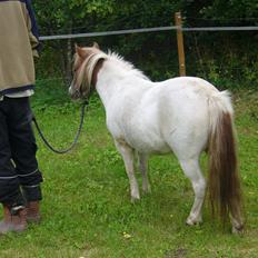 Shetlænder Tulle (Tutti)