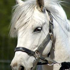 Anden særlig race Little Lipton McCartney alias Dudie
