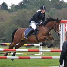 Anden særlig race Hildago *tidligere part*