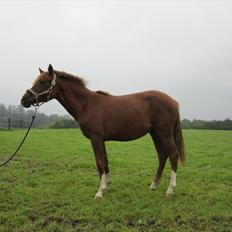 DSP Wiedekammens Annabella