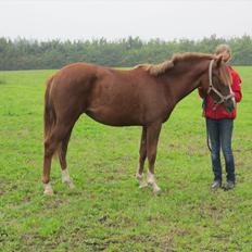 DSP Wiedekammens Annabella