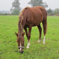 DSP Wiedekammens Annabella