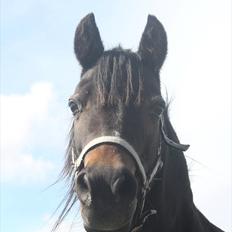 Welsh Pony (sec B) Kastania