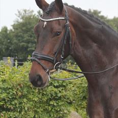 Dansk Varmblod Ullerups Krumme