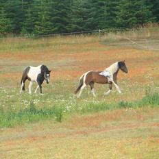 Irish Cob Dancer