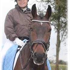 Dansk Varmblod Ullerups Krumme