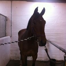 Tysk Oldenburger Total S 