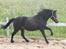 Welsh Pony (sec B) Kastania - Lææækre galop! Sommer 2011 :-*