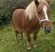 Shetlænder Joey