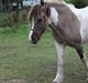 Irish Cob Crossbreed Fiona  ( tidl.)
