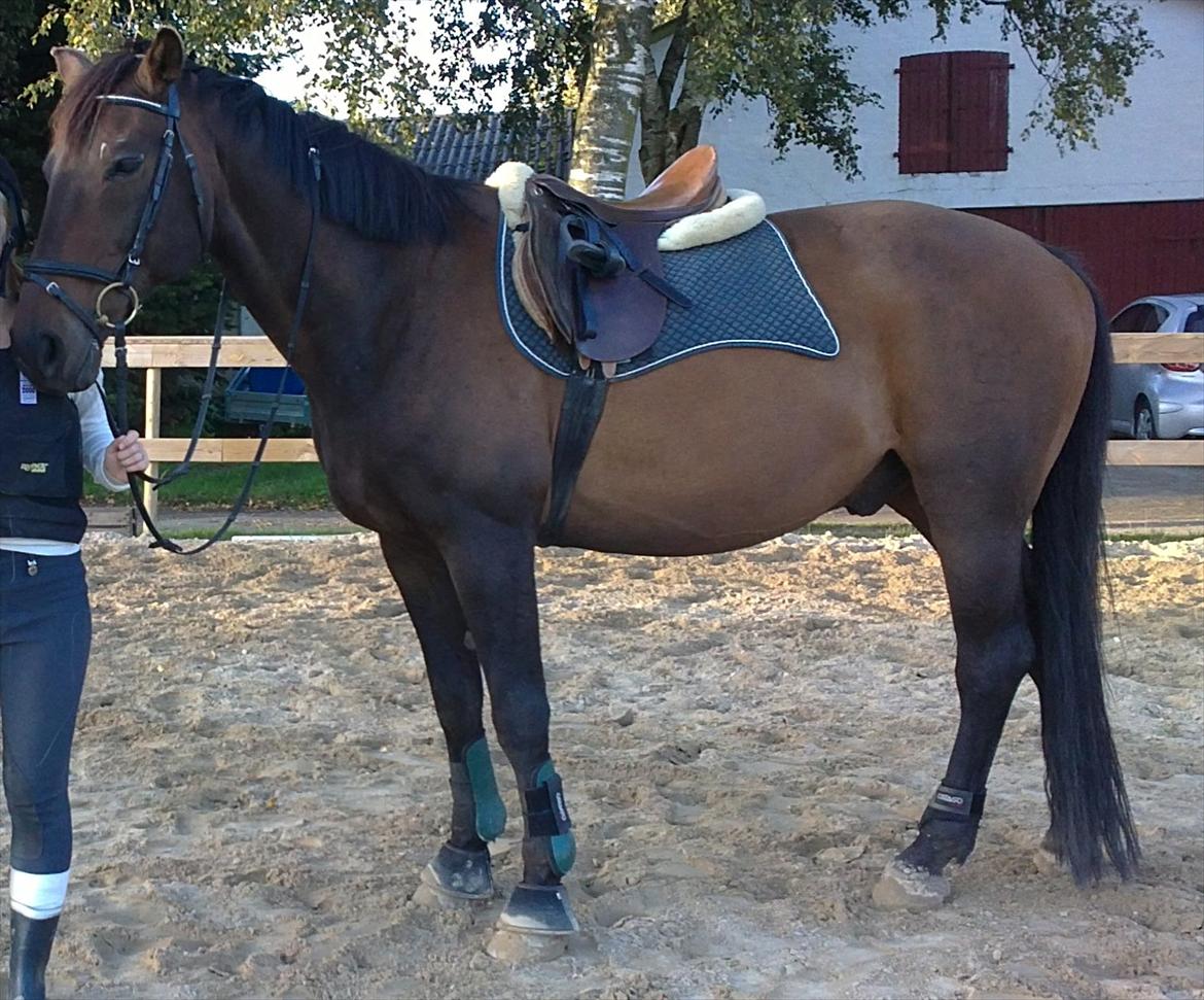 Dansk Varmblod Jutlandias Balou billede 4