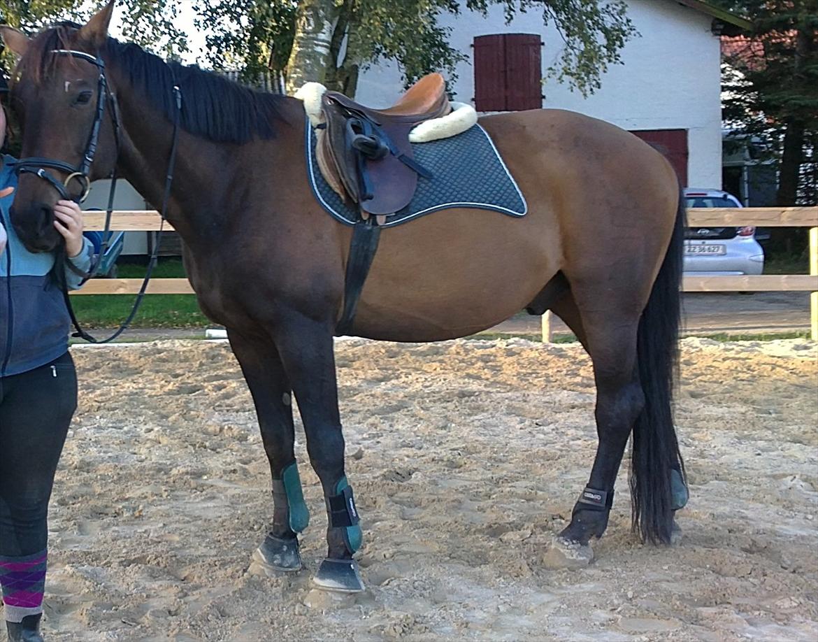 Dansk Varmblod Jutlandias Balou billede 5