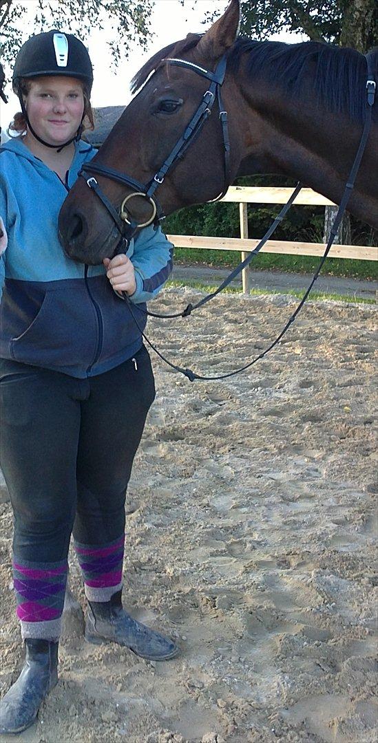 Dansk Varmblod Jutlandias Balou billede 6