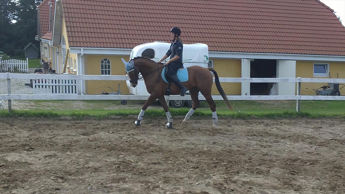 Anden særlig race Jacob<3 - Jacob dressur d. 2/9-2011, han gik kanont den dag <3 elsker dig hest<3:* billede 16