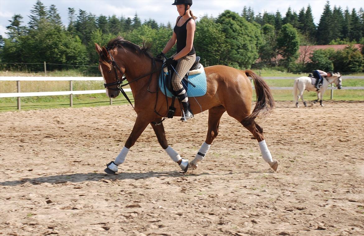 Anden særlig race Jacob<3 - Jacob dressur d. 27/7-2011<3 billede 14