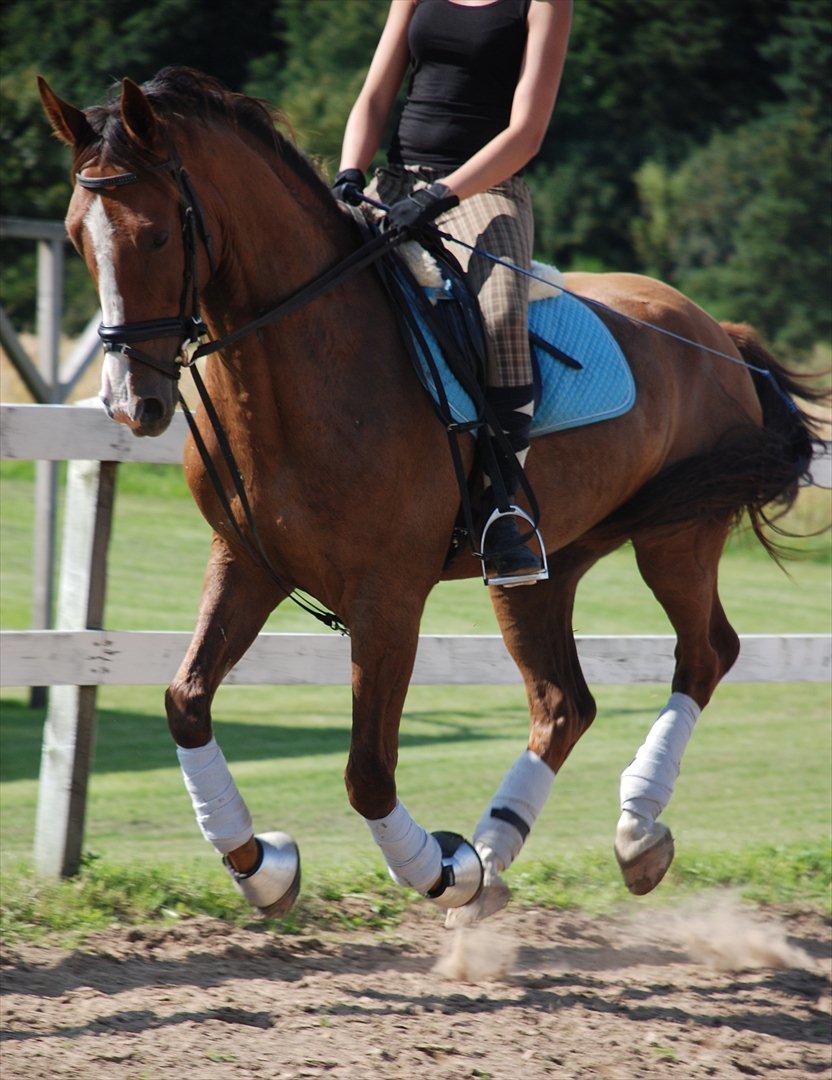 Anden særlig race Jacob<3 - Galop d. 27/7-2011 :-) billede 15
