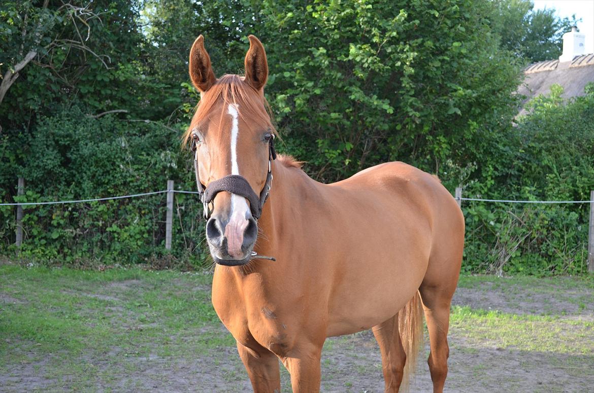 Arabisk fuldblod (OX) saphira  isa billede 8