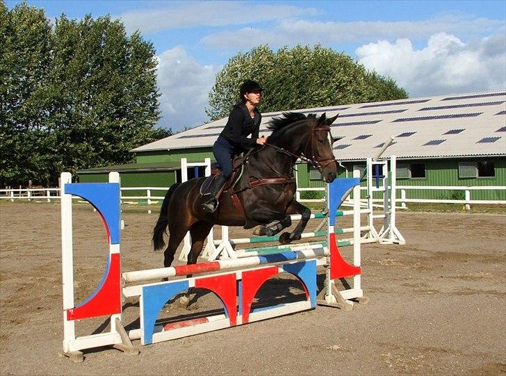 Westfaler Roma - Roma og jeg springer pynt.. Foto:Anette Esmann billede 17