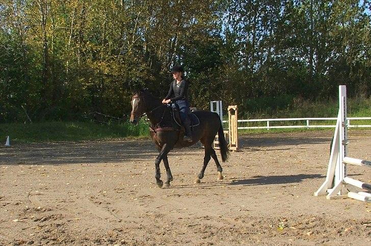 Westfaler Roma - Venter på vi skal ride! Foto: Anette Esmann billede 18