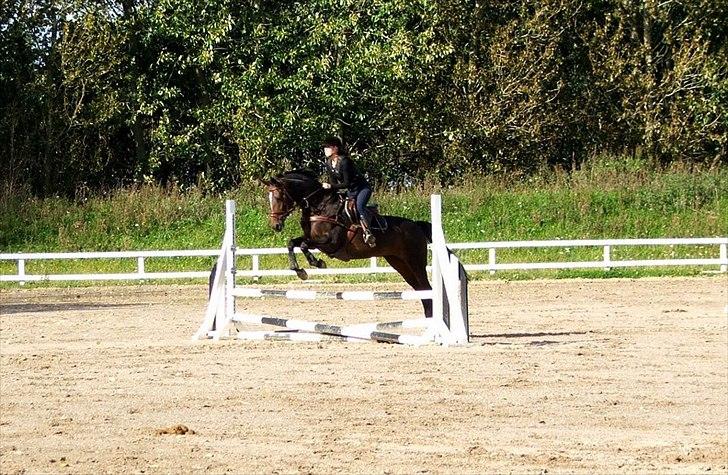 Westfaler Roma - Hop ;) ... Foto: Anette Esmann billede 19