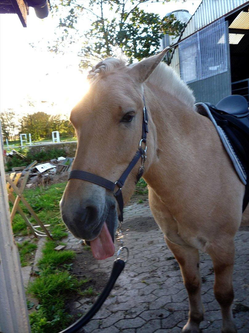 Fjordhest Åge  - Rækker tunge :b
Foto: Pernille Holm (mig) billede 6