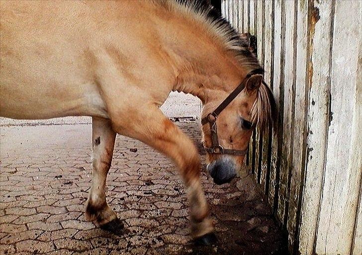 Fjordhest Åge  - Da han var 2år gammel, hingst og en smuuule utålmodig (;
Foto: Pernille Holm (mig) billede 7