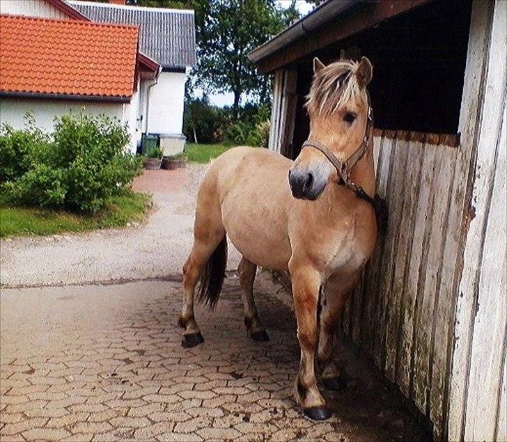 Fjordhest Åge  - Åge 2år og stadig hingst :)
Foto: Pernille Holm (mig) billede 11