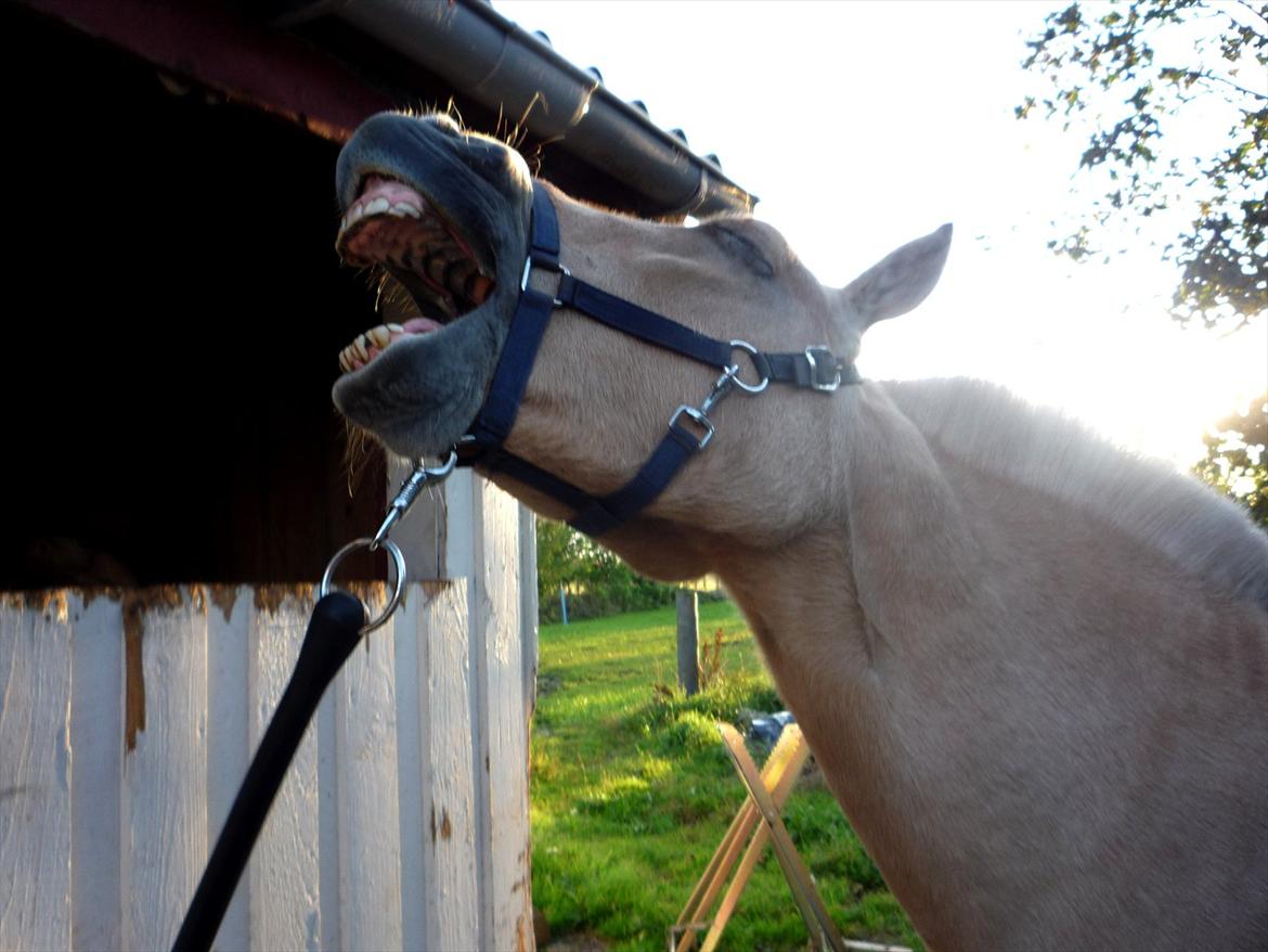 Fjordhest Åge  - "Gaaaab jeg er trææt"<3
Foto: Pernille Holm (mig) billede 16