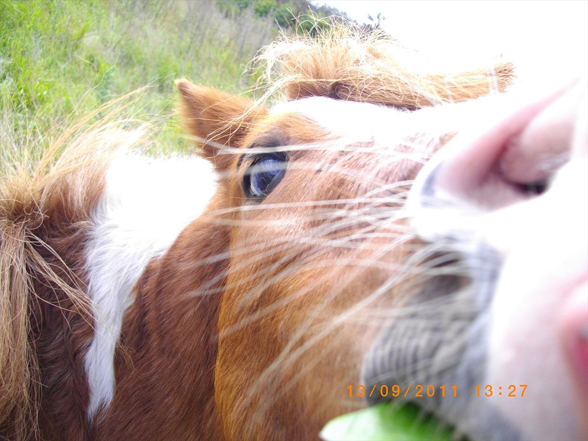 Shetlænder gismo billede 14