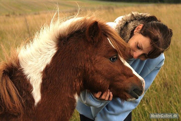 Shetlænder gismo billede 15