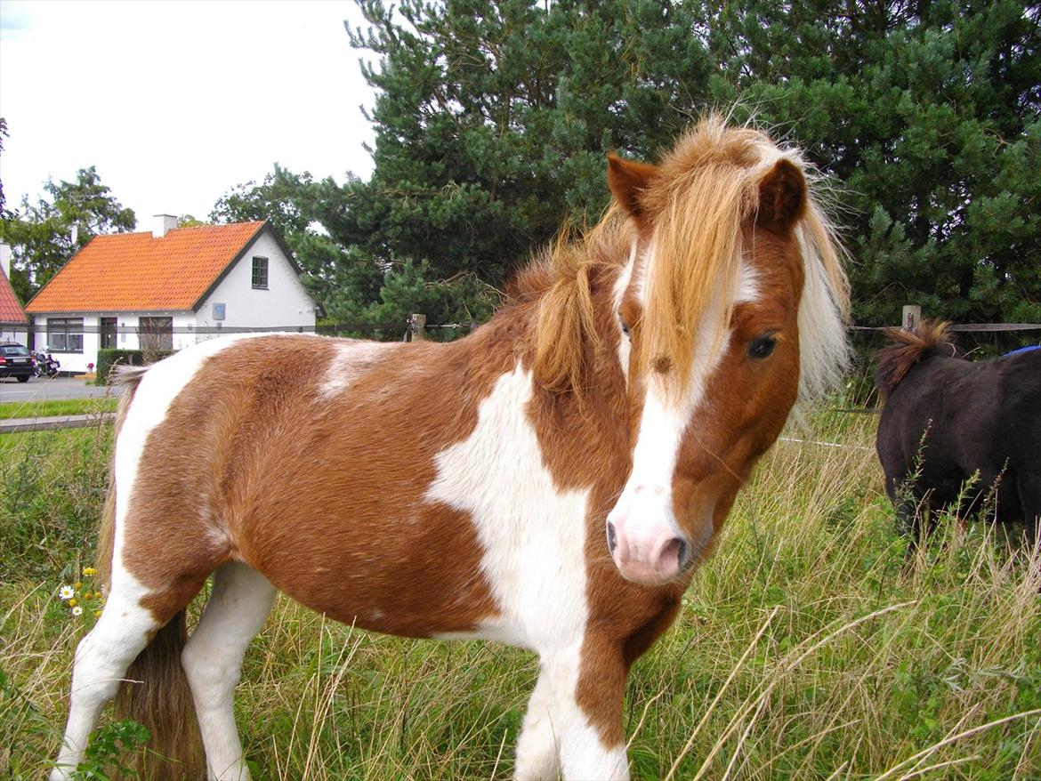 Shetlænder gismo billede 1