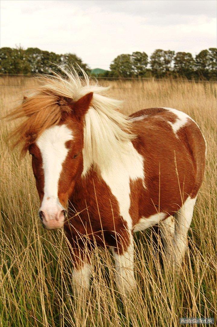 Shetlænder gismo billede 16