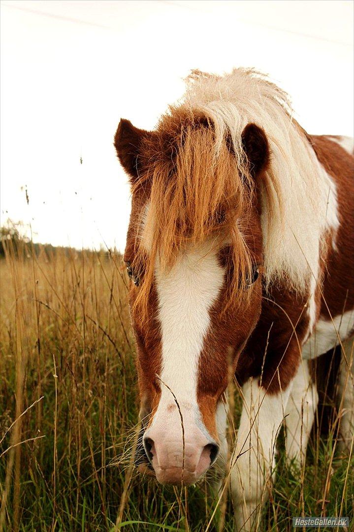 Shetlænder gismo billede 17