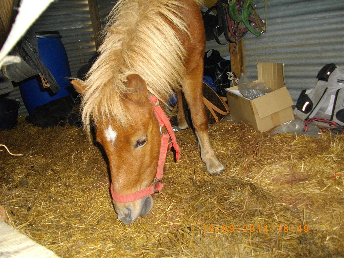 Shetlænder Emil billede 8