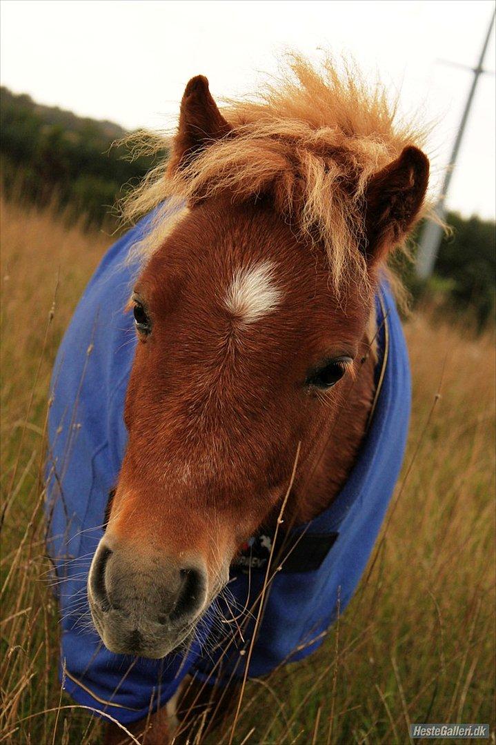 Shetlænder Emil billede 9