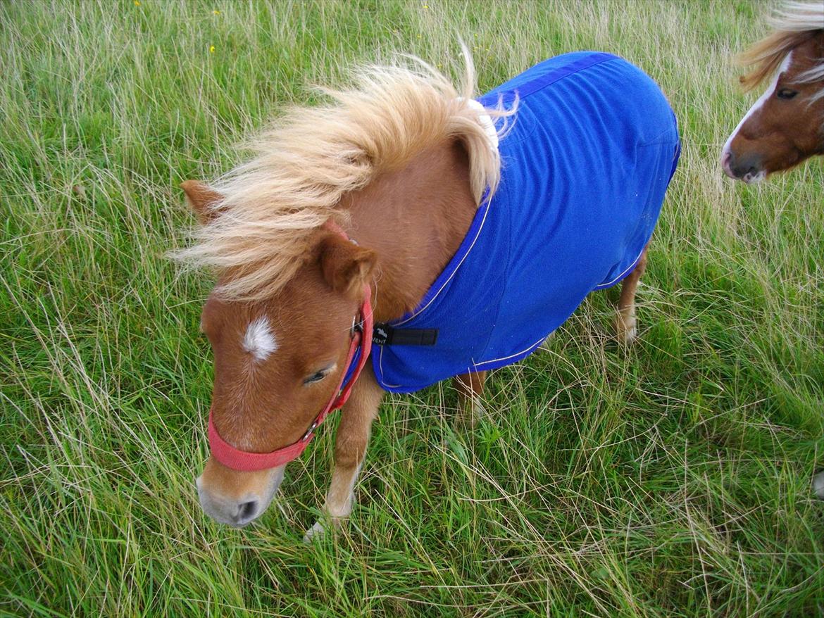 Shetlænder Emil billede 10